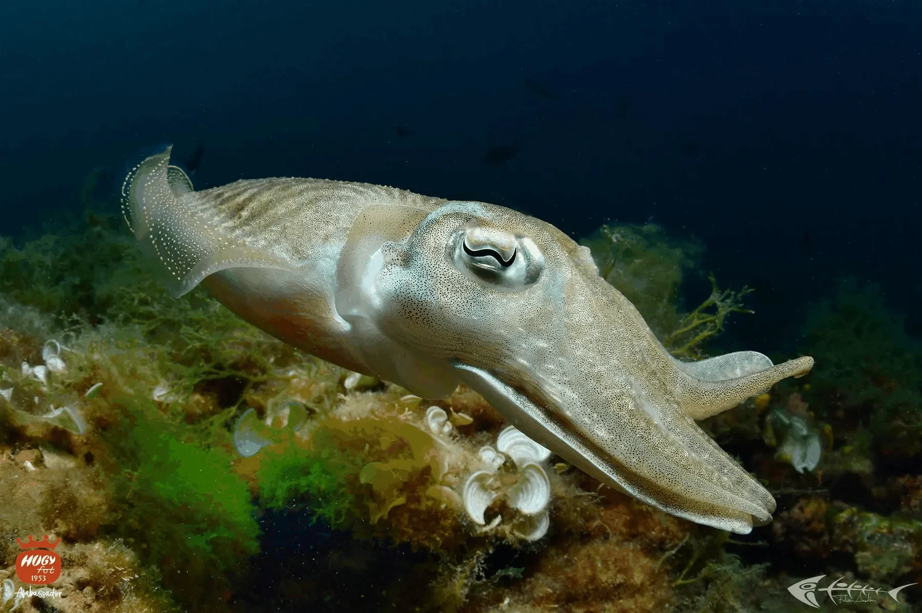Diving Marco Polo – galerija 16