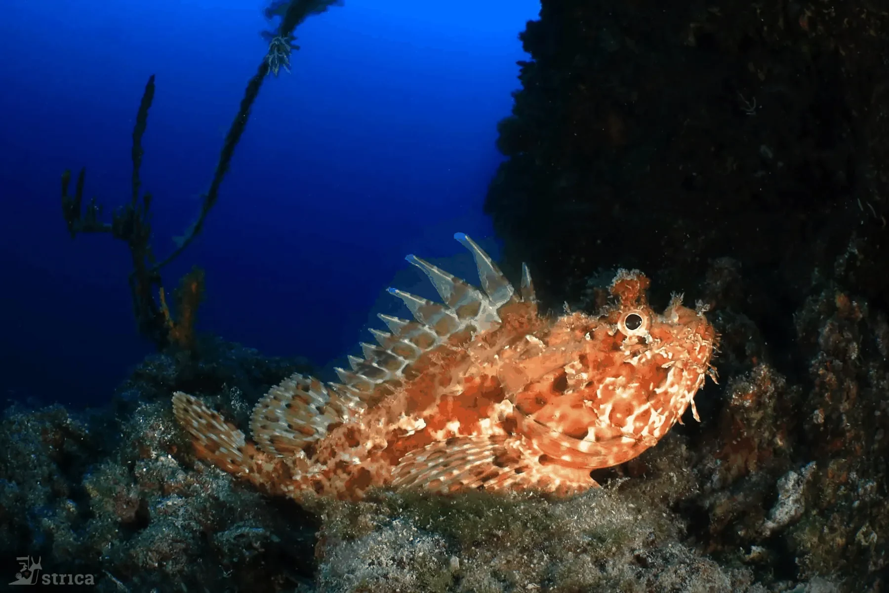Diving Marco Polo – galerija 8