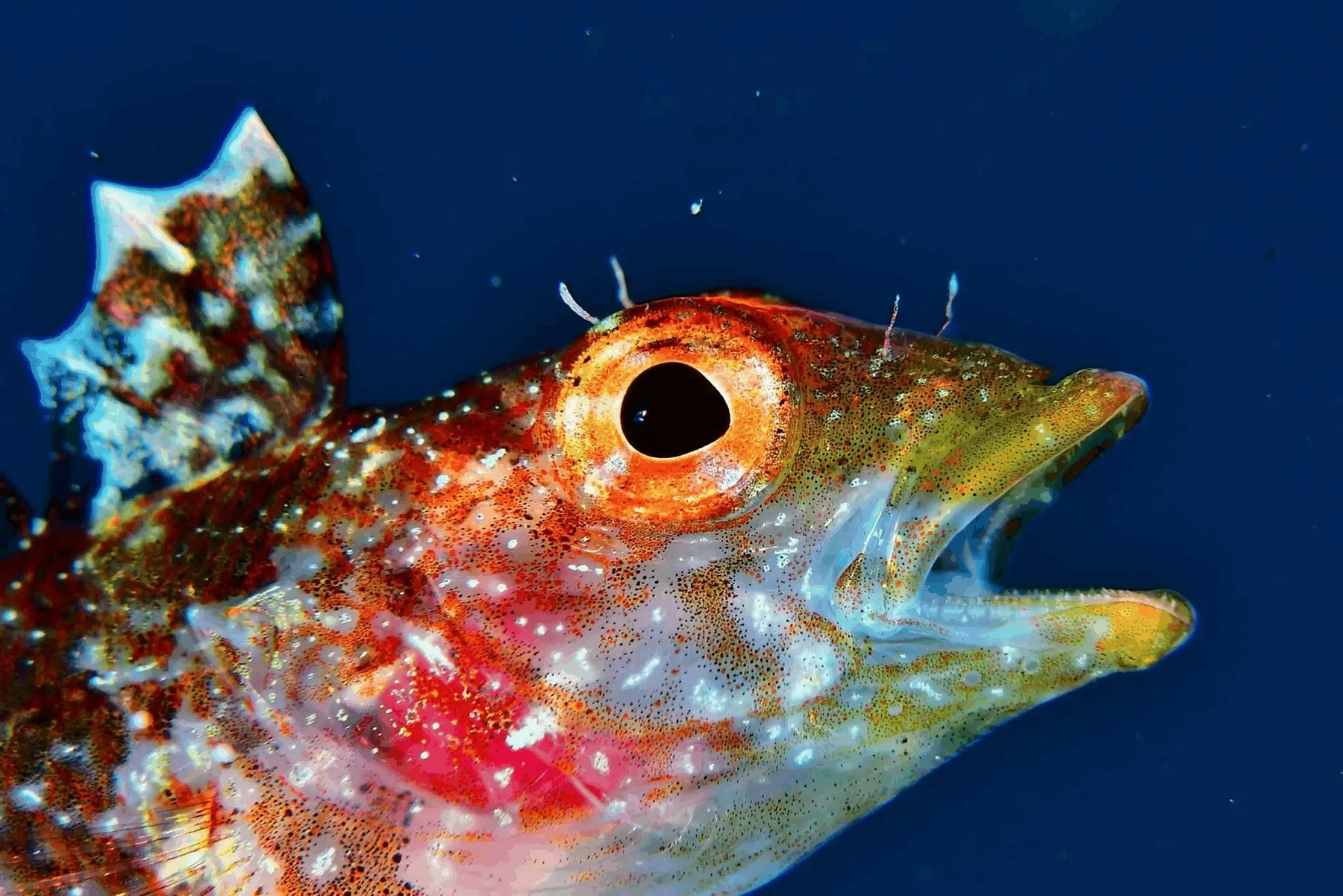 Diving Marco Polo – galerija 12