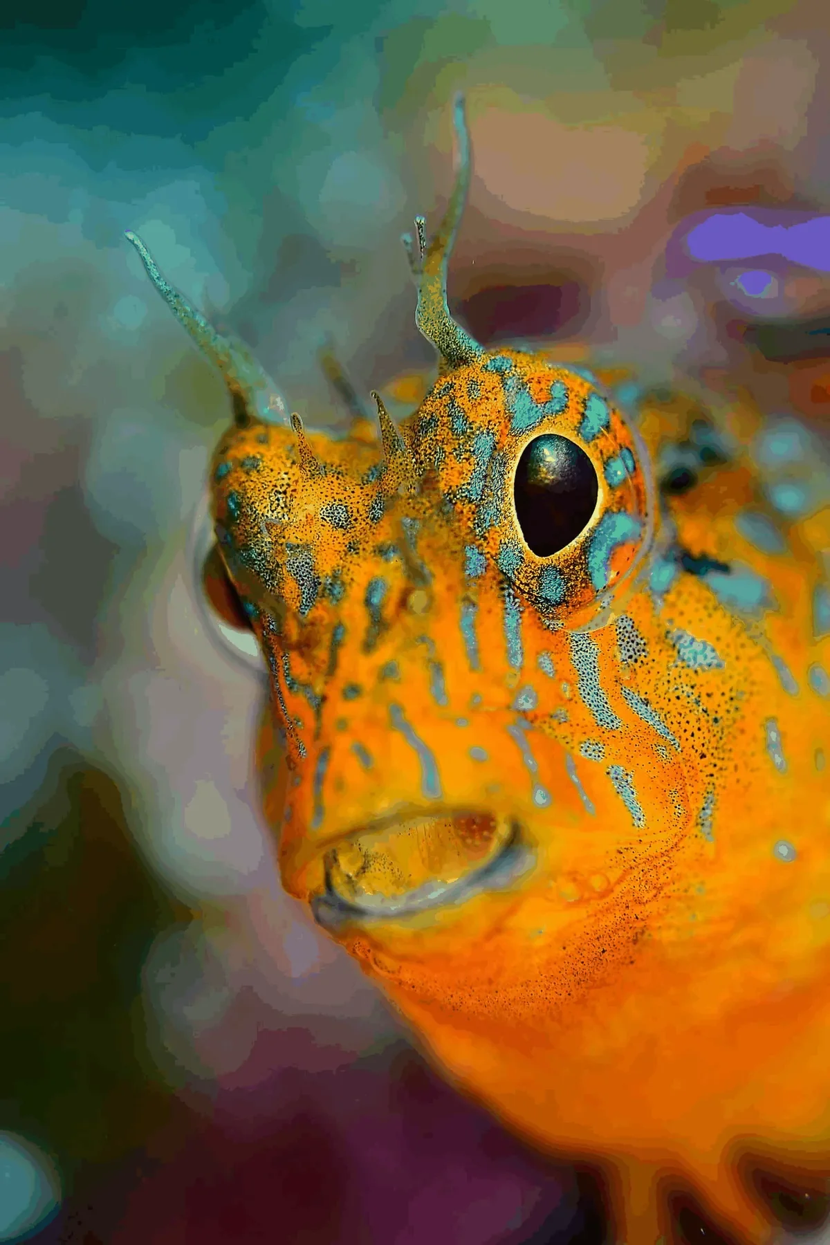 Diving Marco Polo – galerija 13