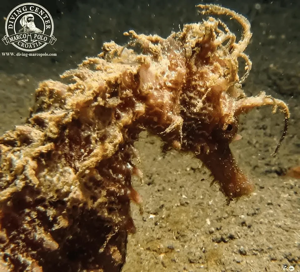 Diving Marco Polo – galerija 2