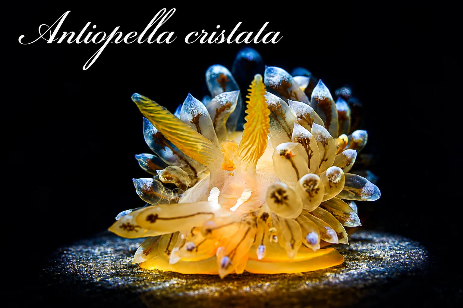 Antiopella