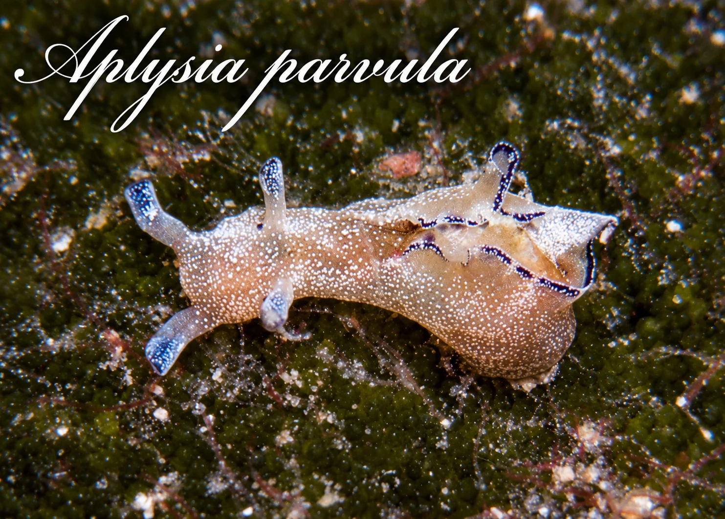 Aplysia
