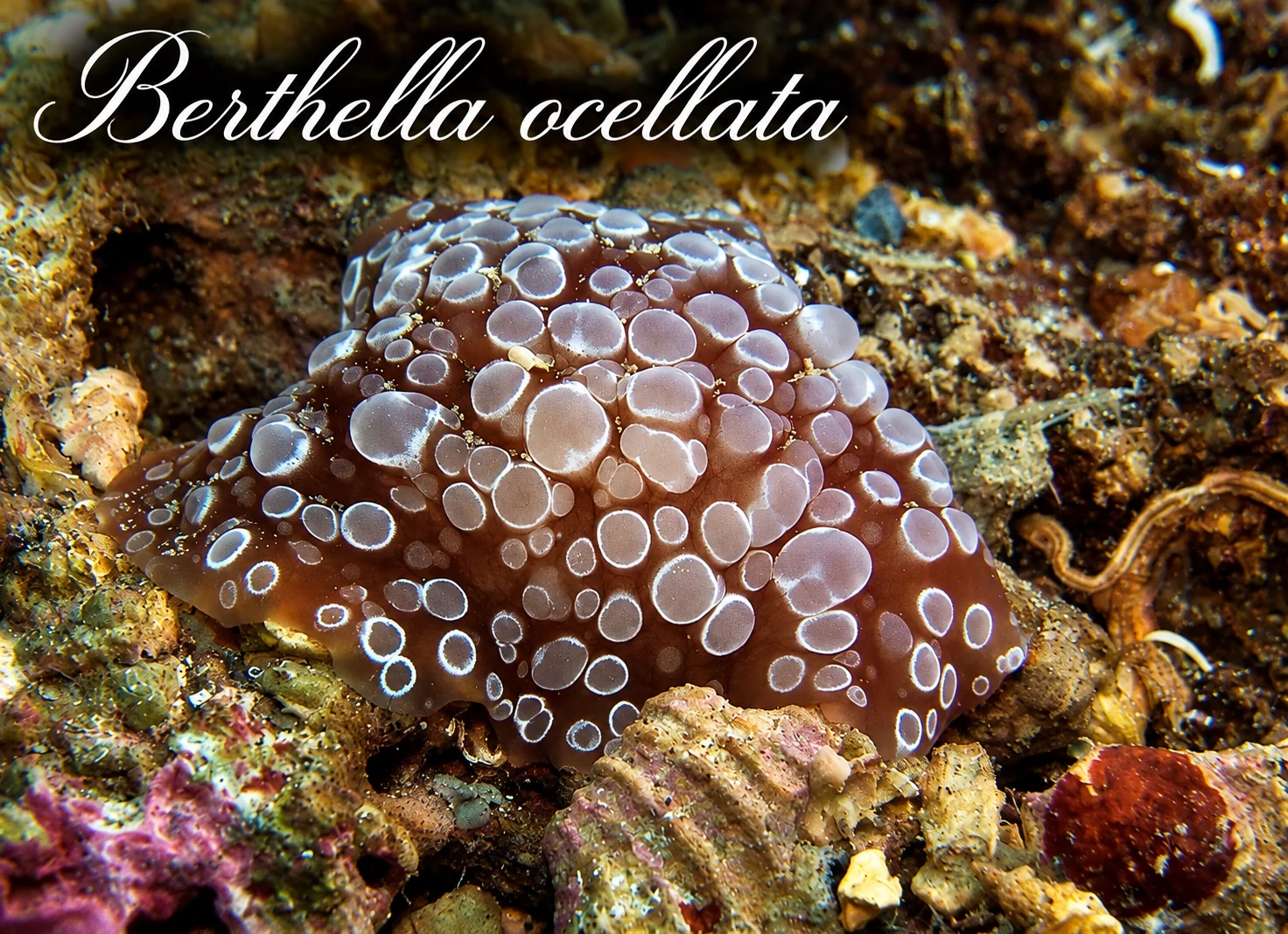 Berthella