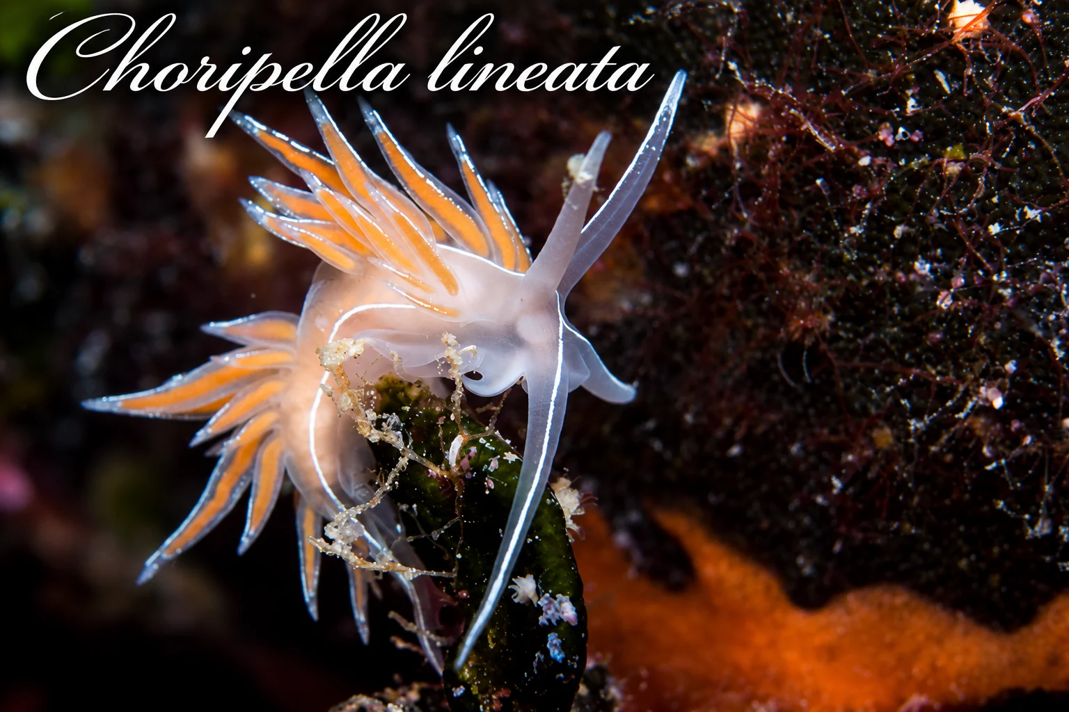 Choripella