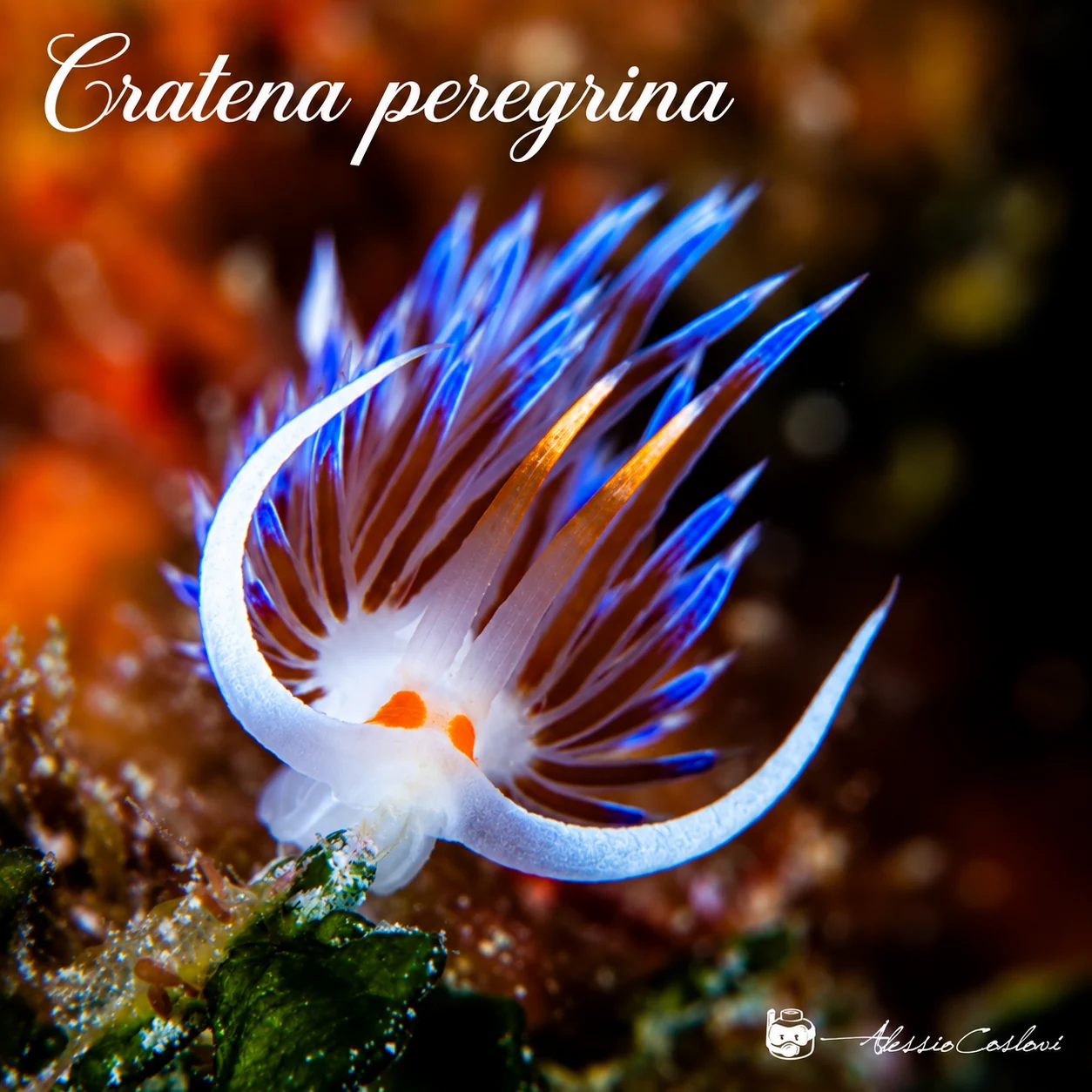 Cratena
