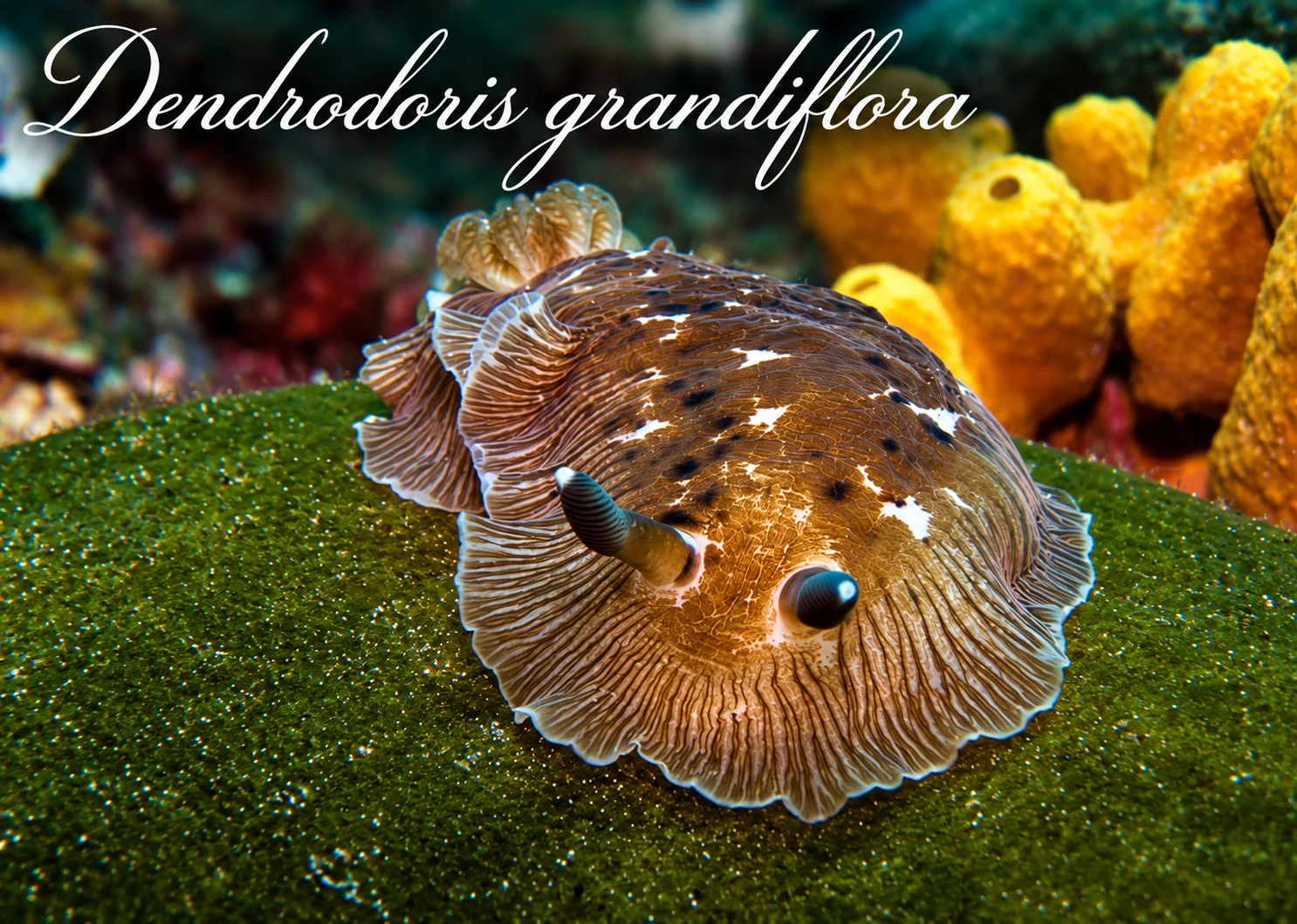 Dendrodoris
