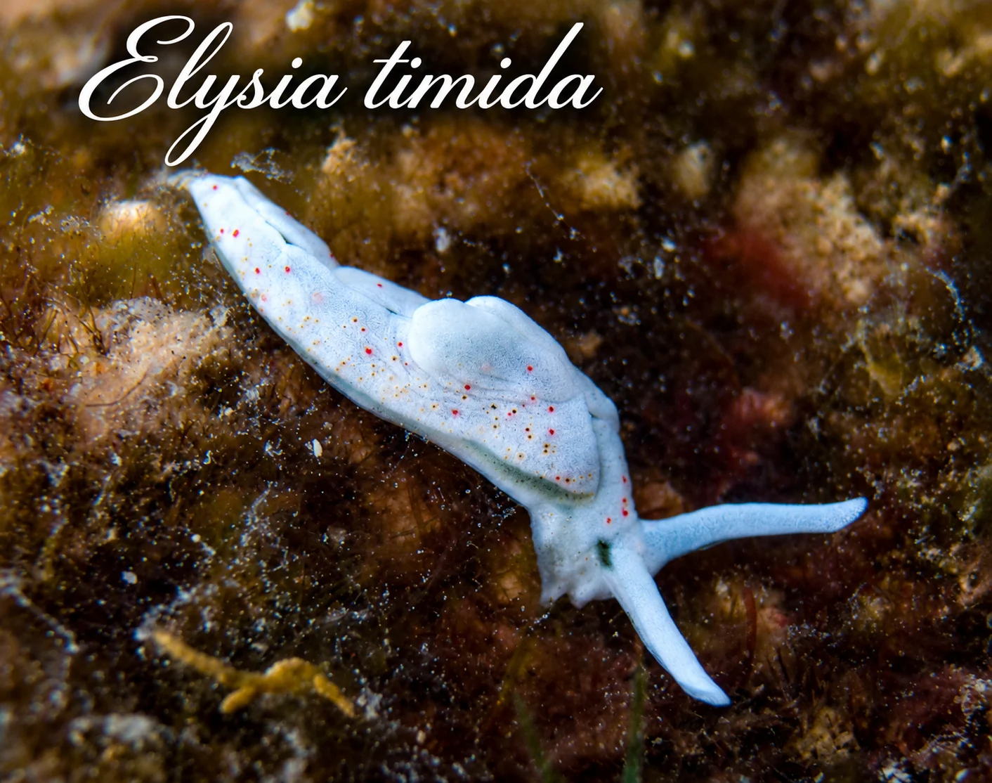 Elisia T