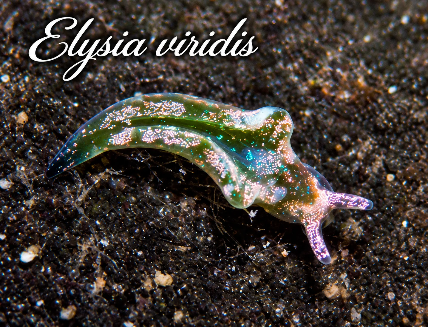 Elysia viridis