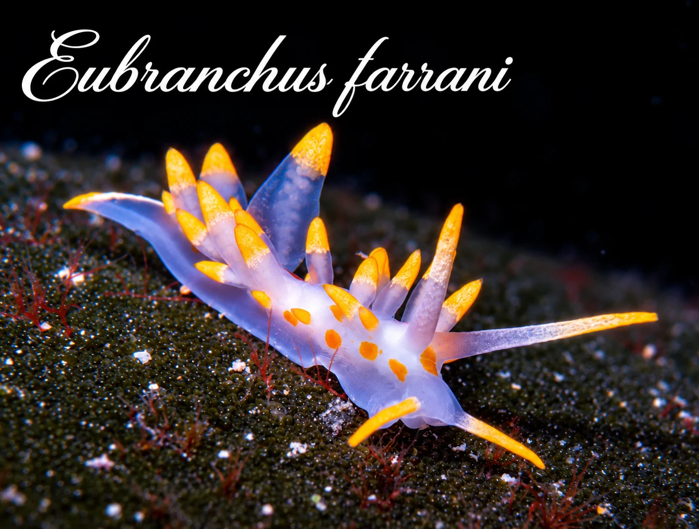 Eubranchus farrani