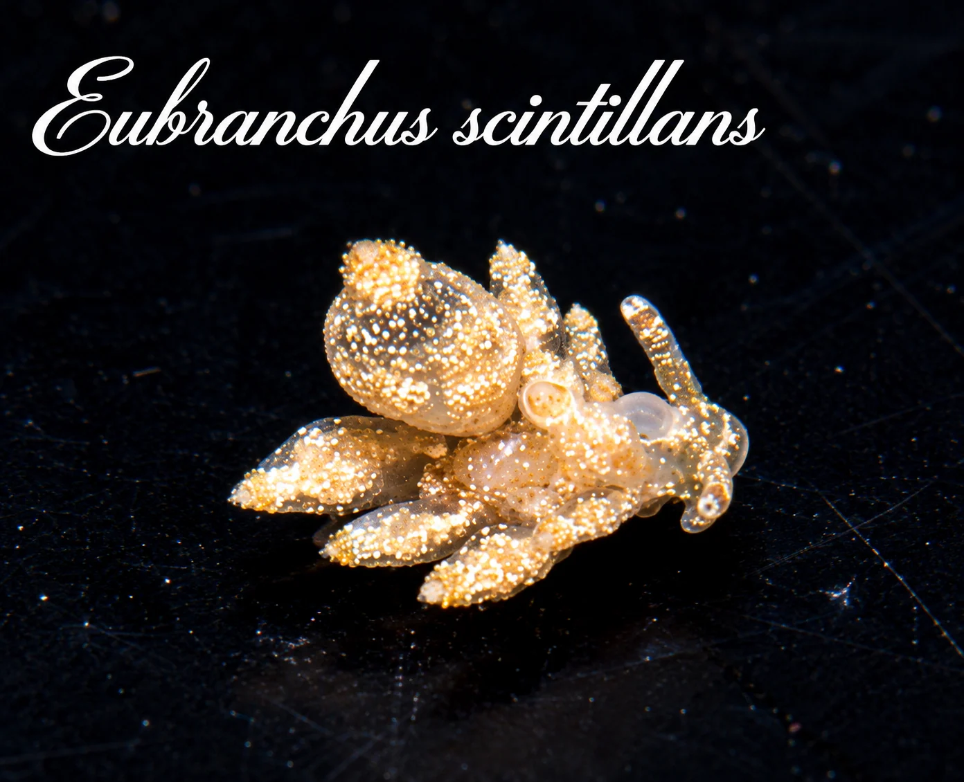 Eubranchus scintillans
