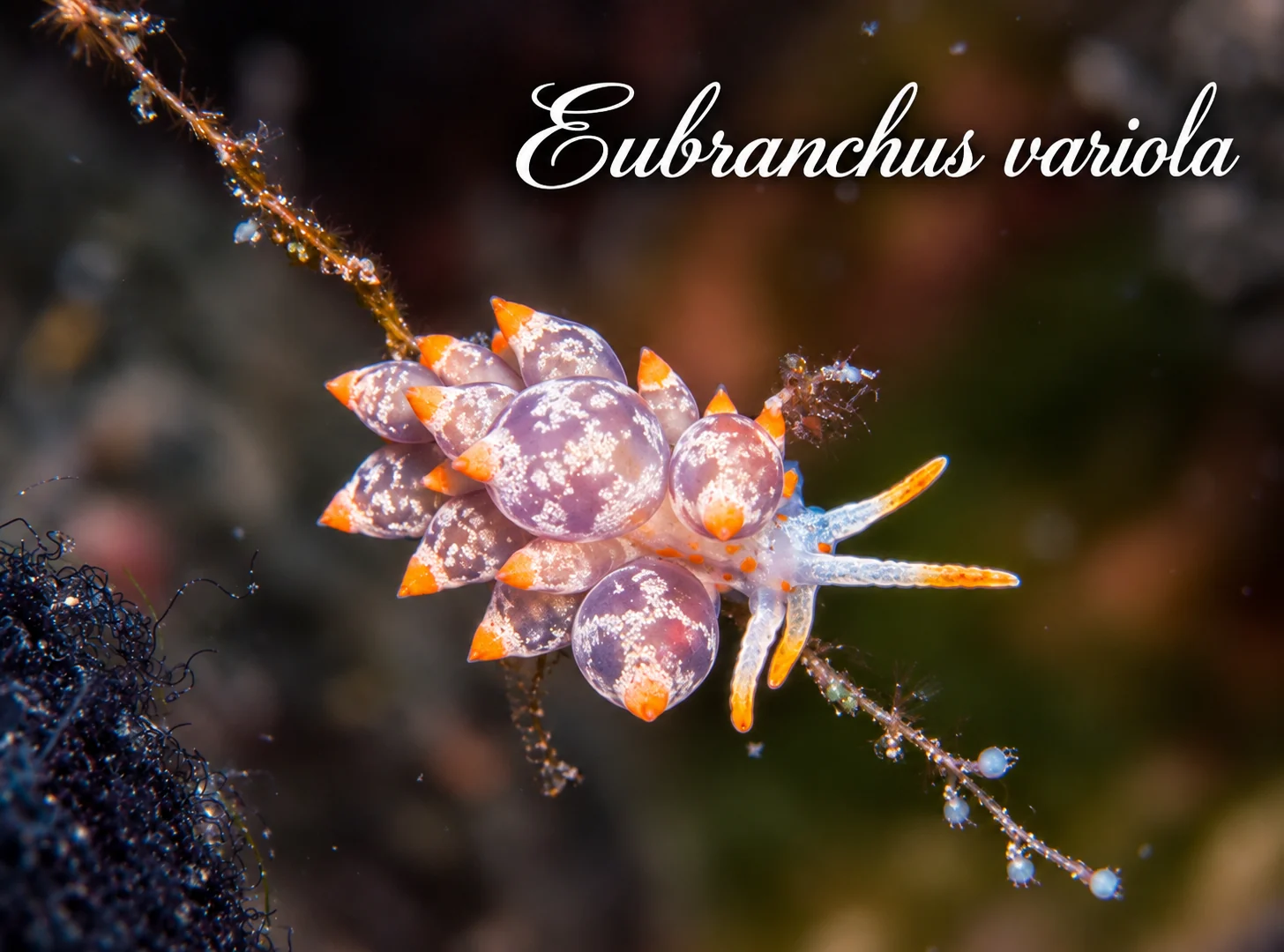Eubranchus variola