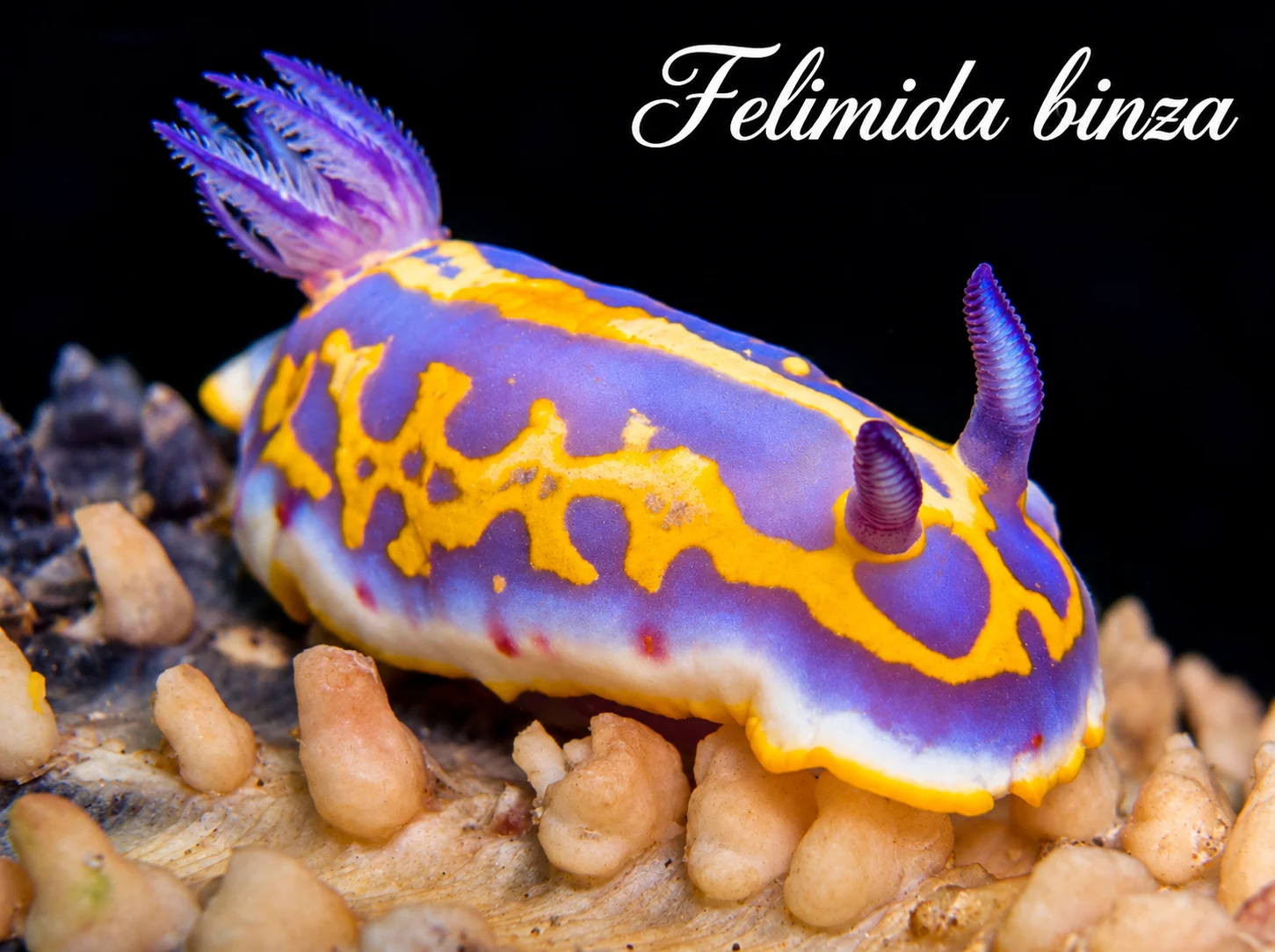 Felimida binza