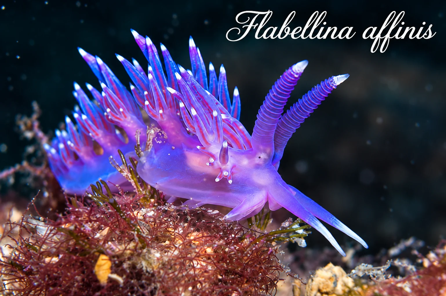 Flabellina affinis