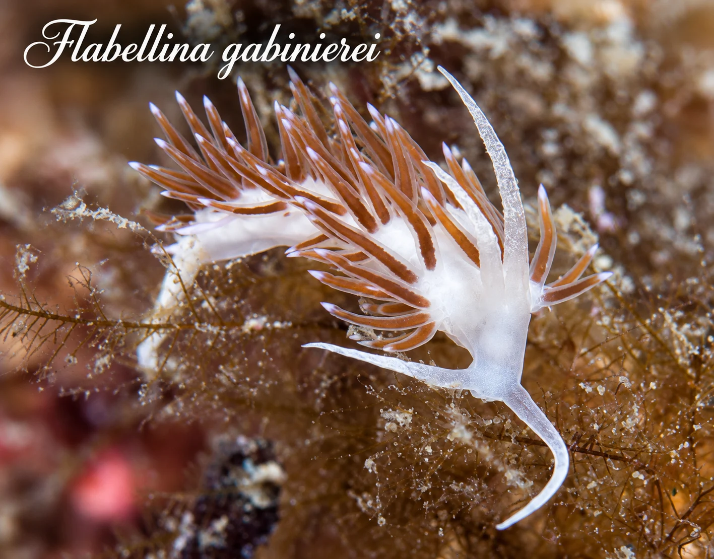 Flabellina gabinierei