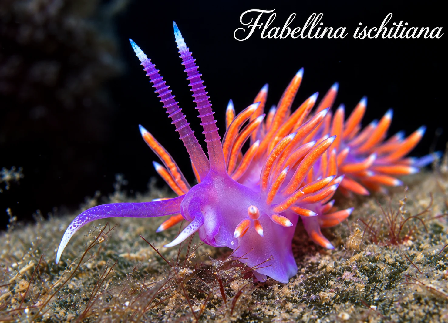 Flabellina ischitiana