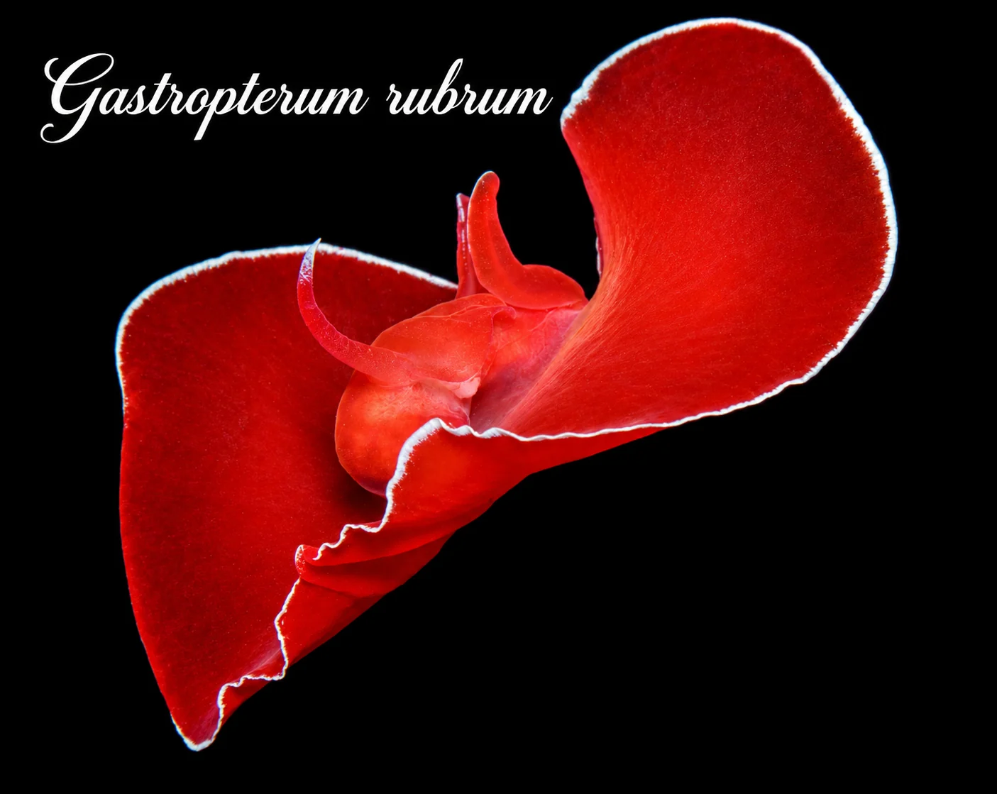 Gastropterum rubrum