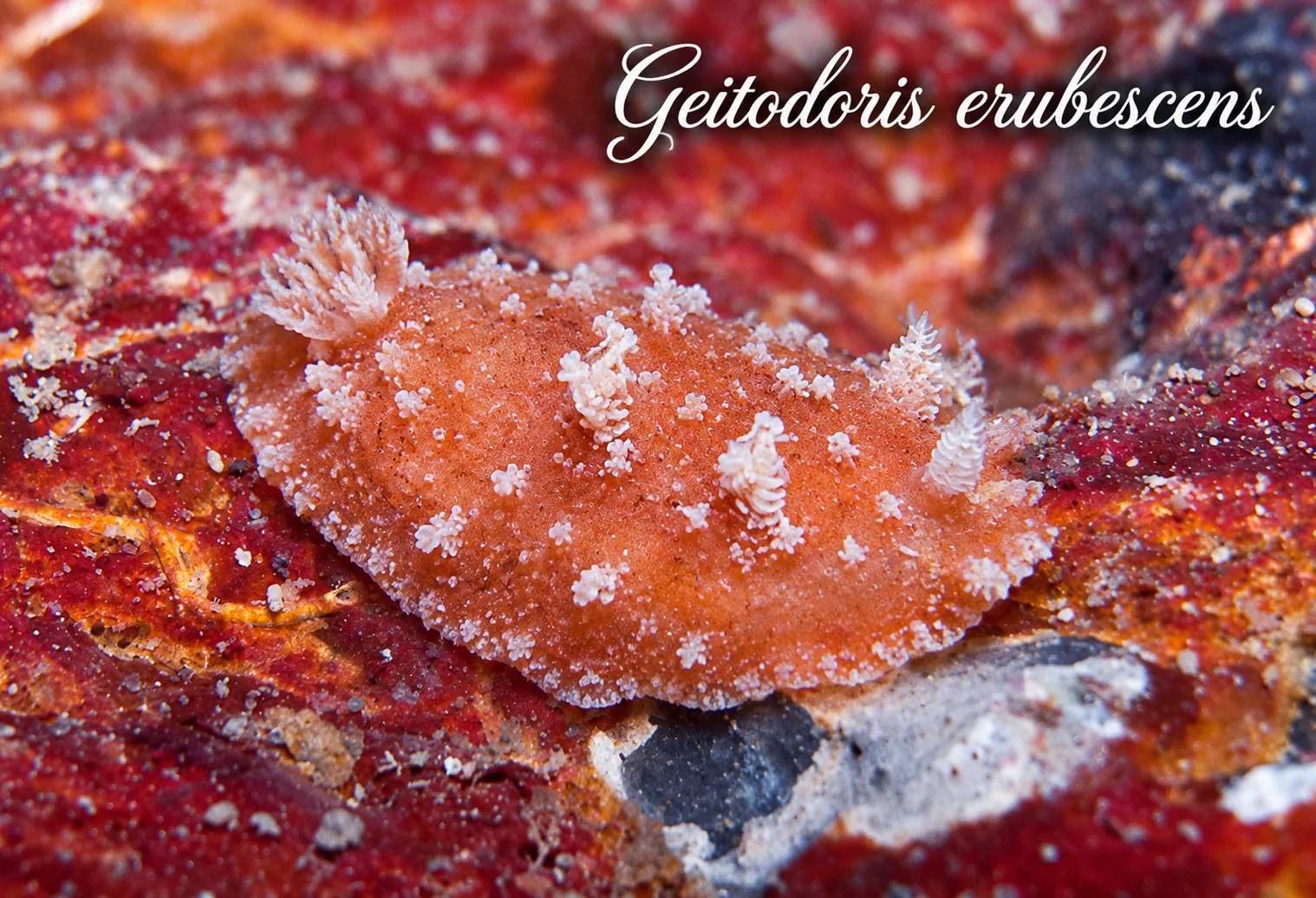 Geitodoris erubescens