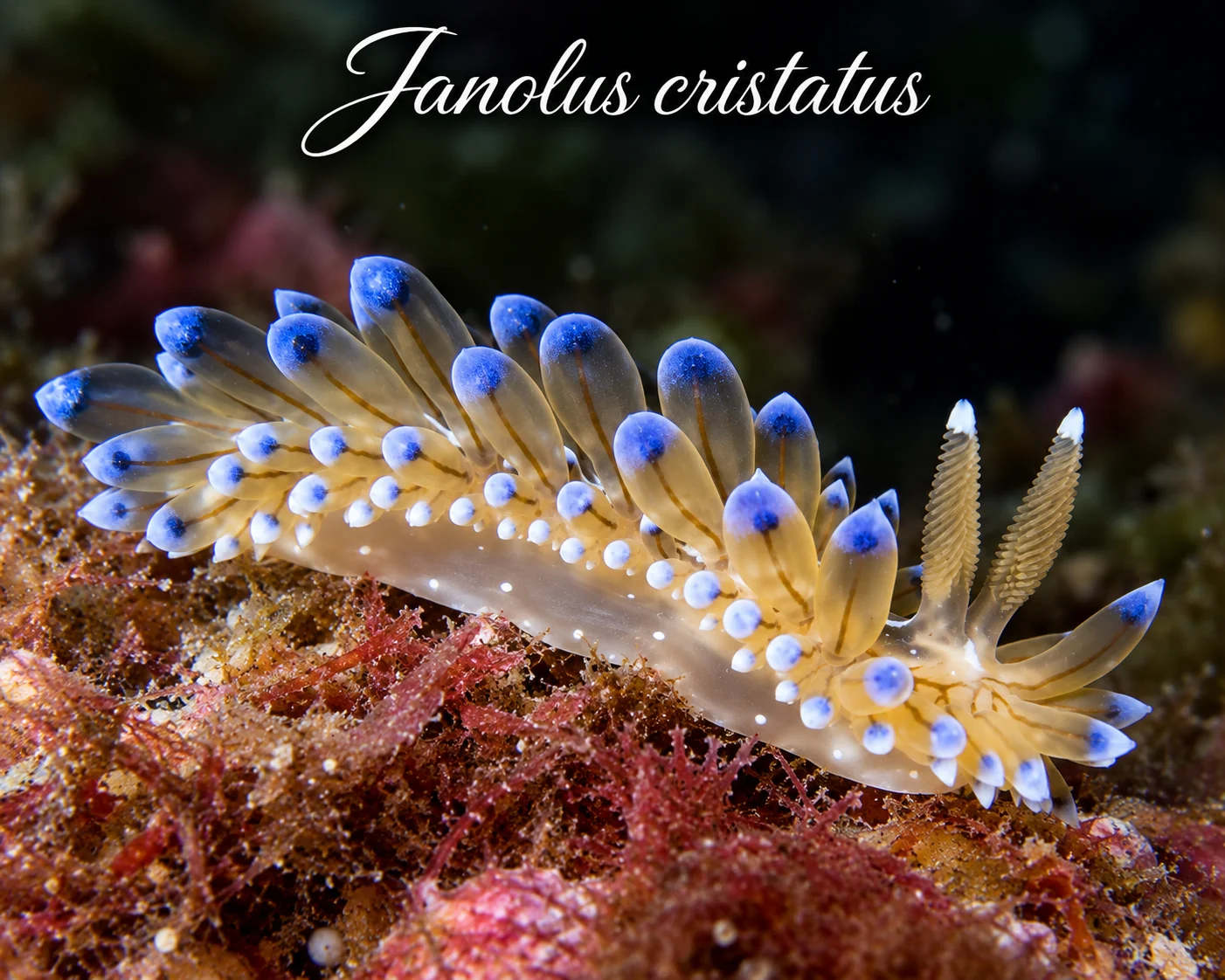 Janolus cristatus