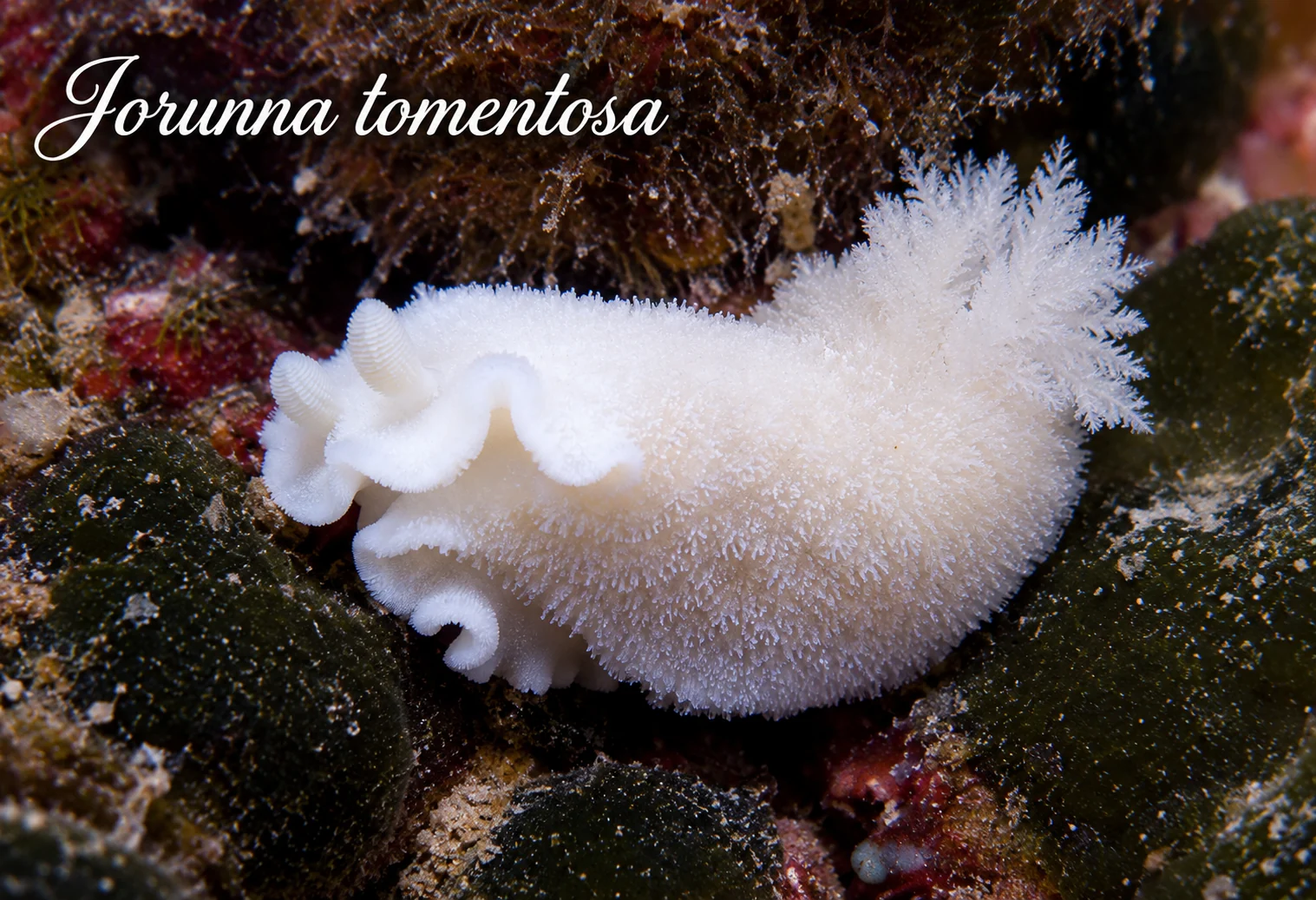 Jorunna tomentosa