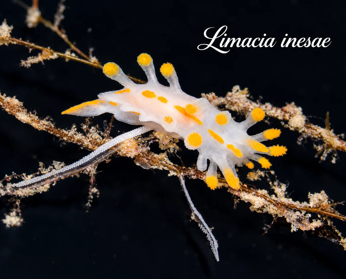Limacia inesae
