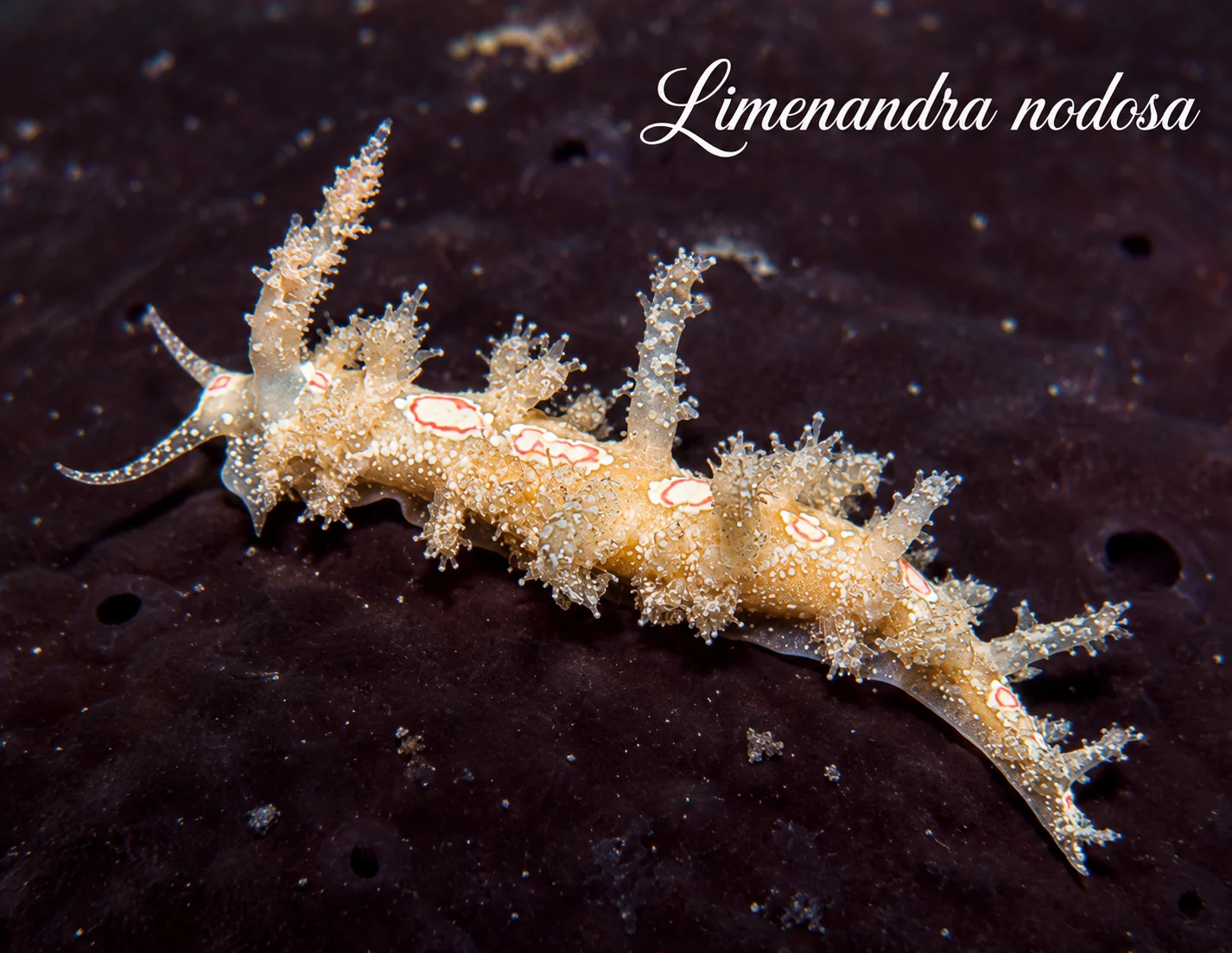 Limenandra nodosa