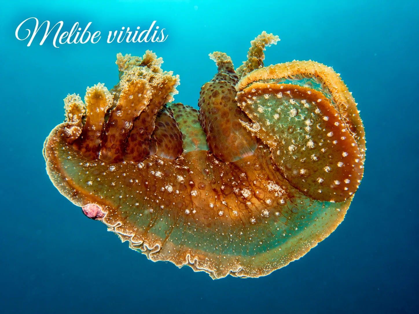 Melibe viridis
