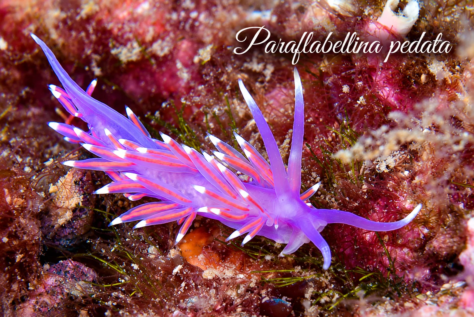 Paraflabellina pedata