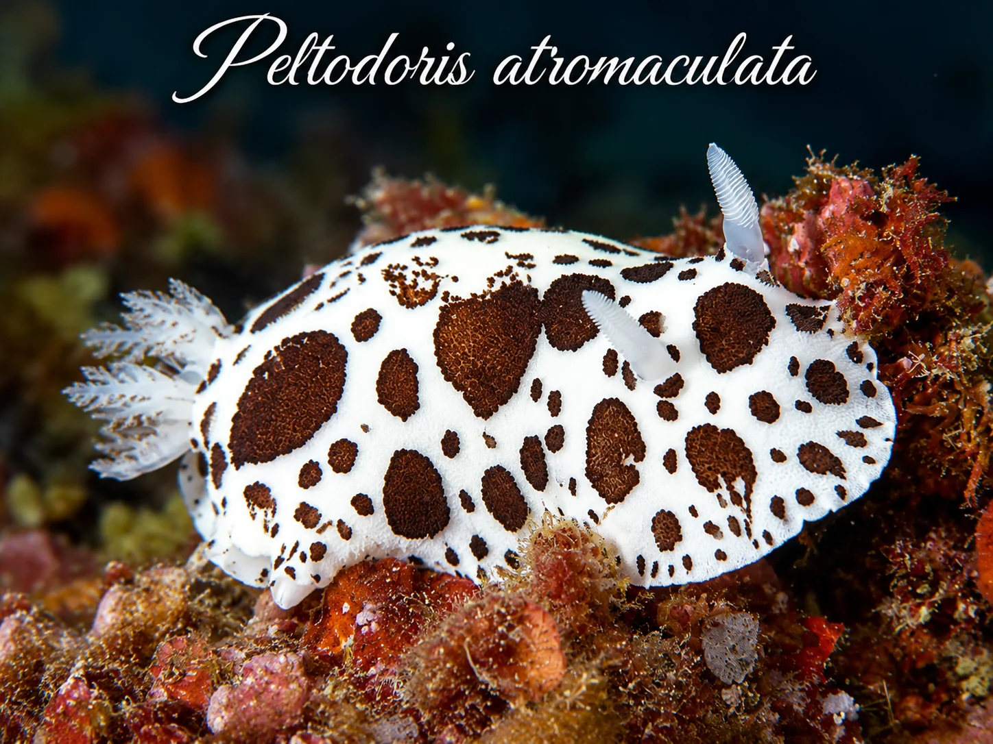 Peltodoris atromaculata