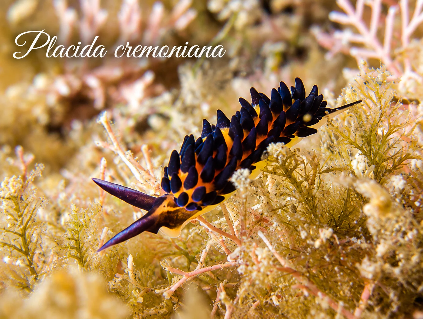 Placida cremoniana