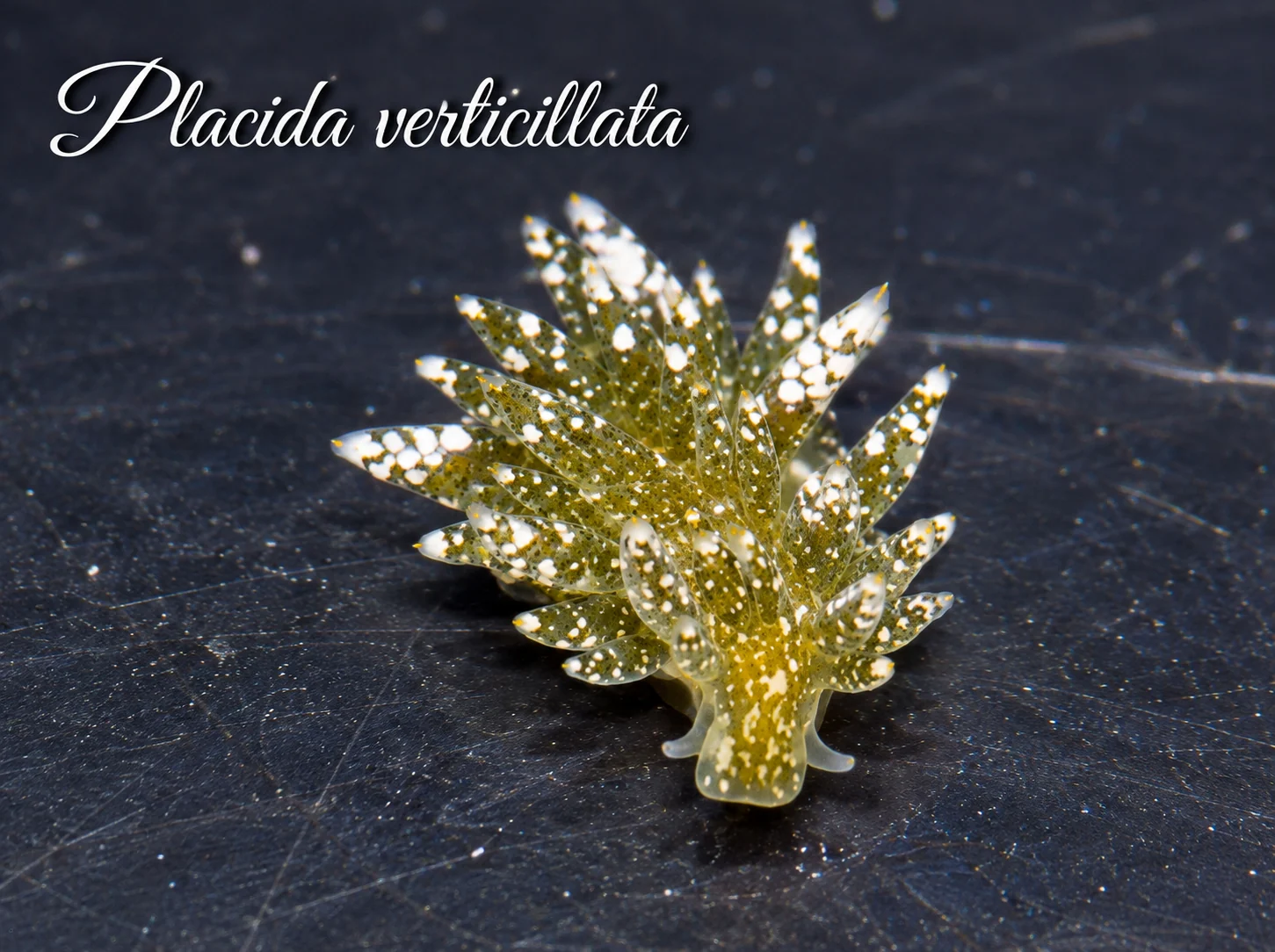 Placida verticillata