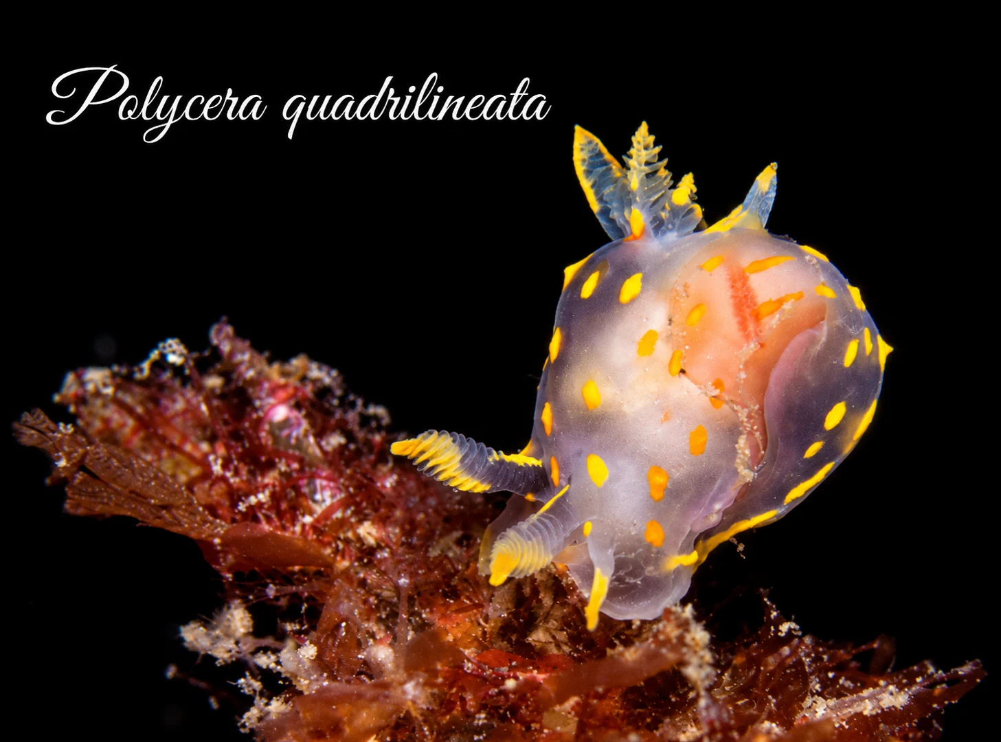 Polycera quadrilineata