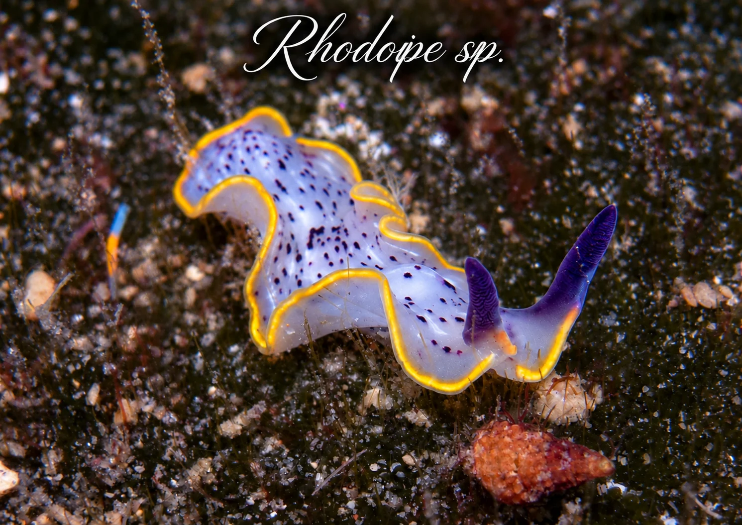 Rhodope sp