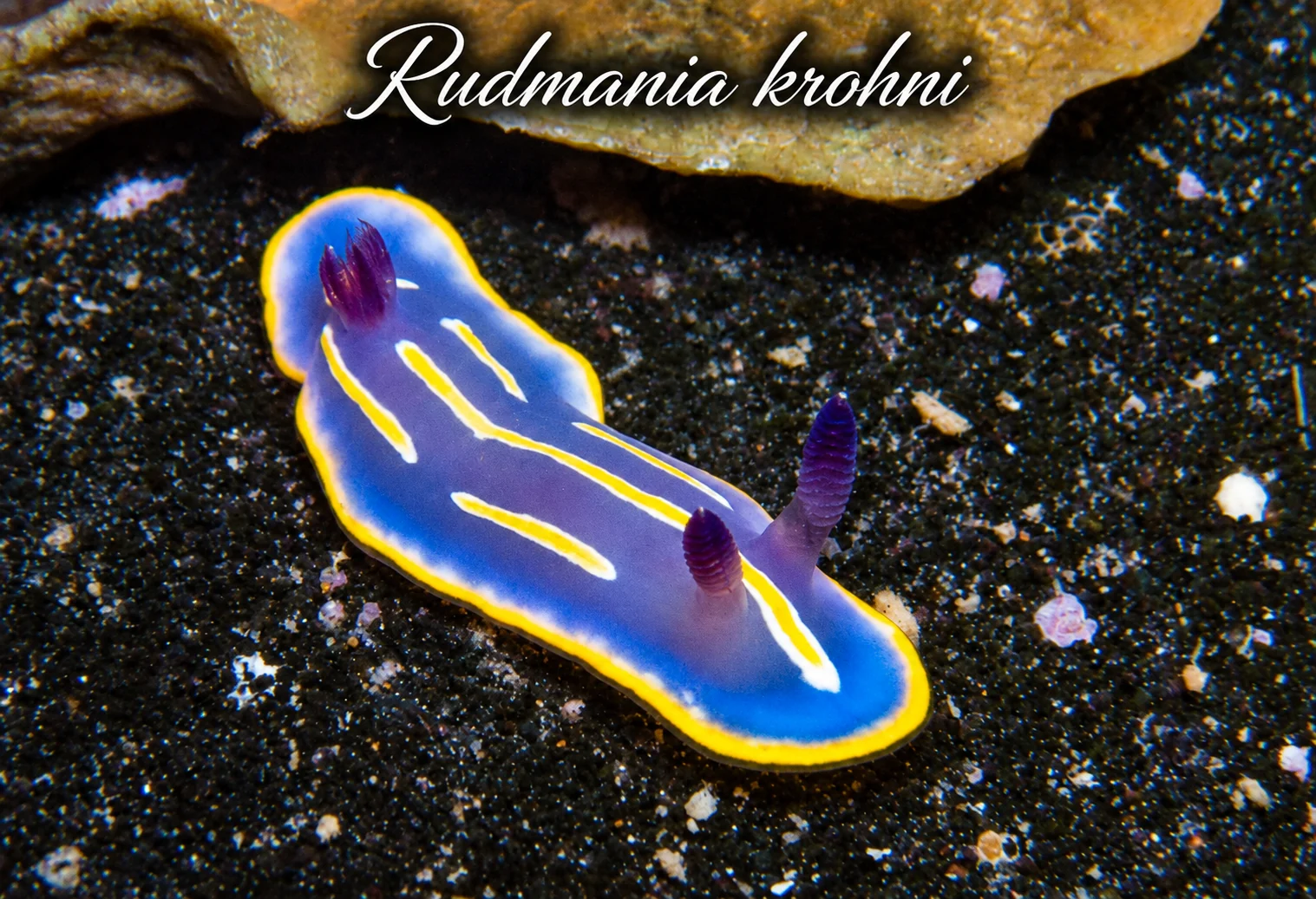 Rudmania krohni