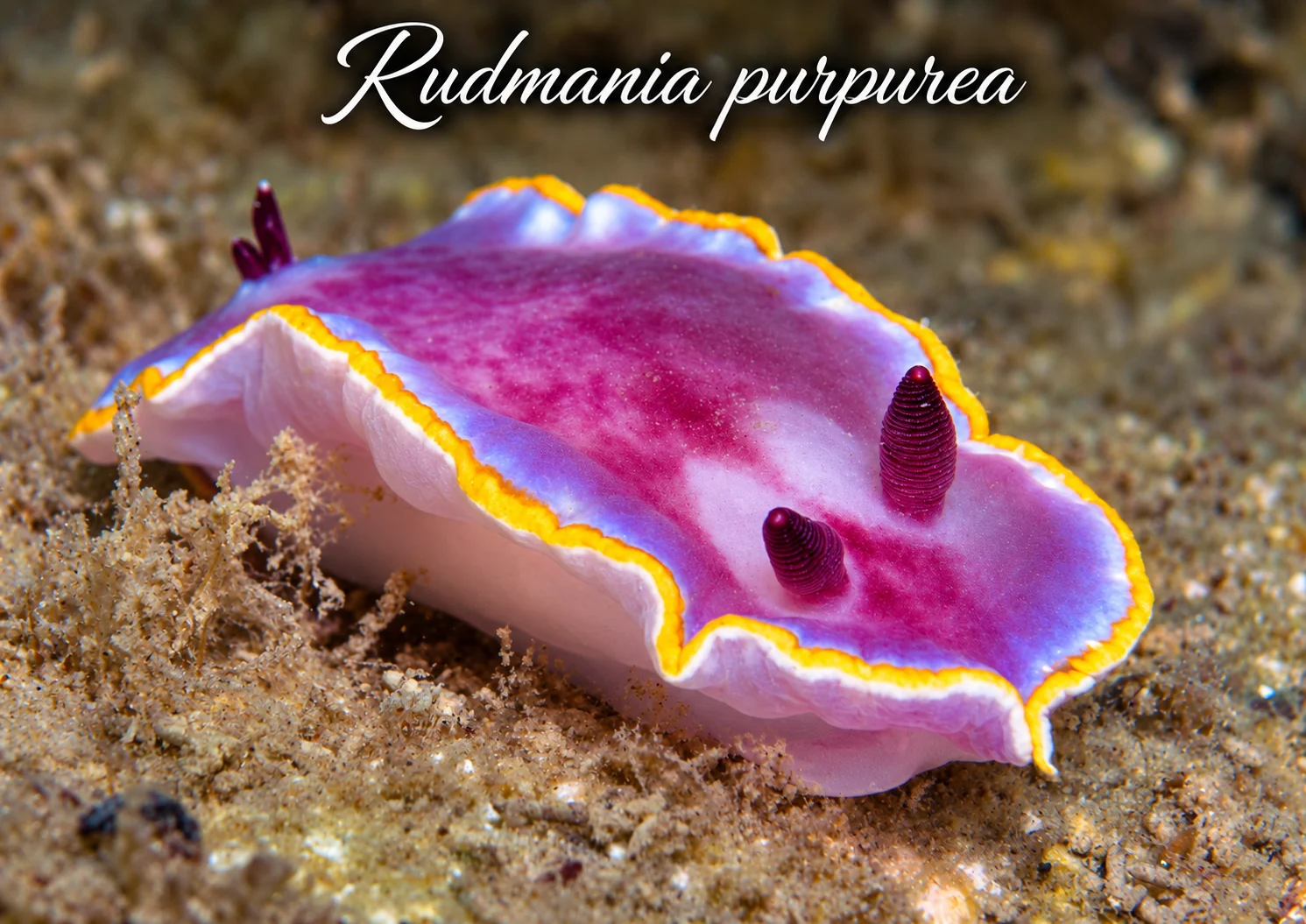 Rudmania purpurea