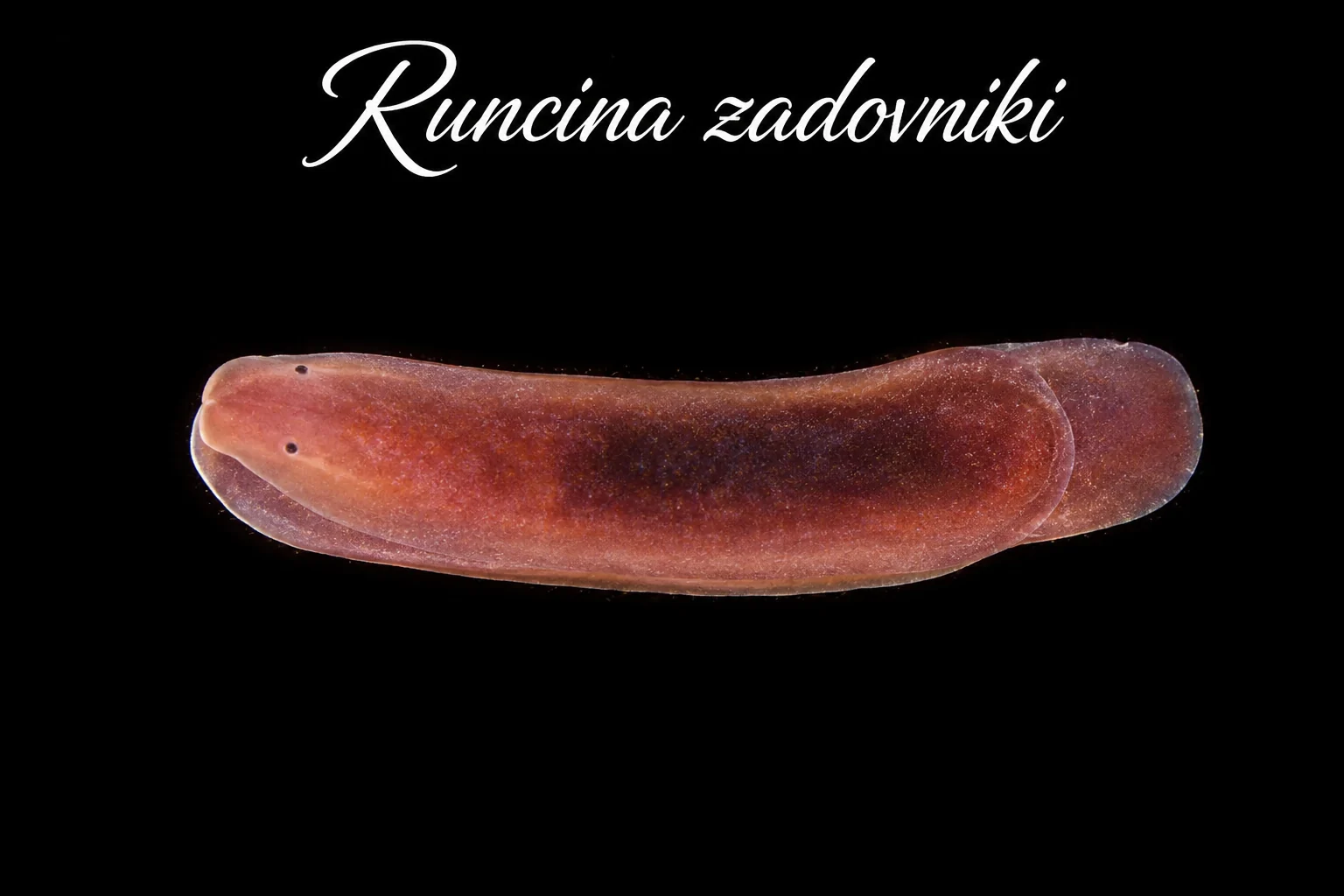Runcina zadovniki