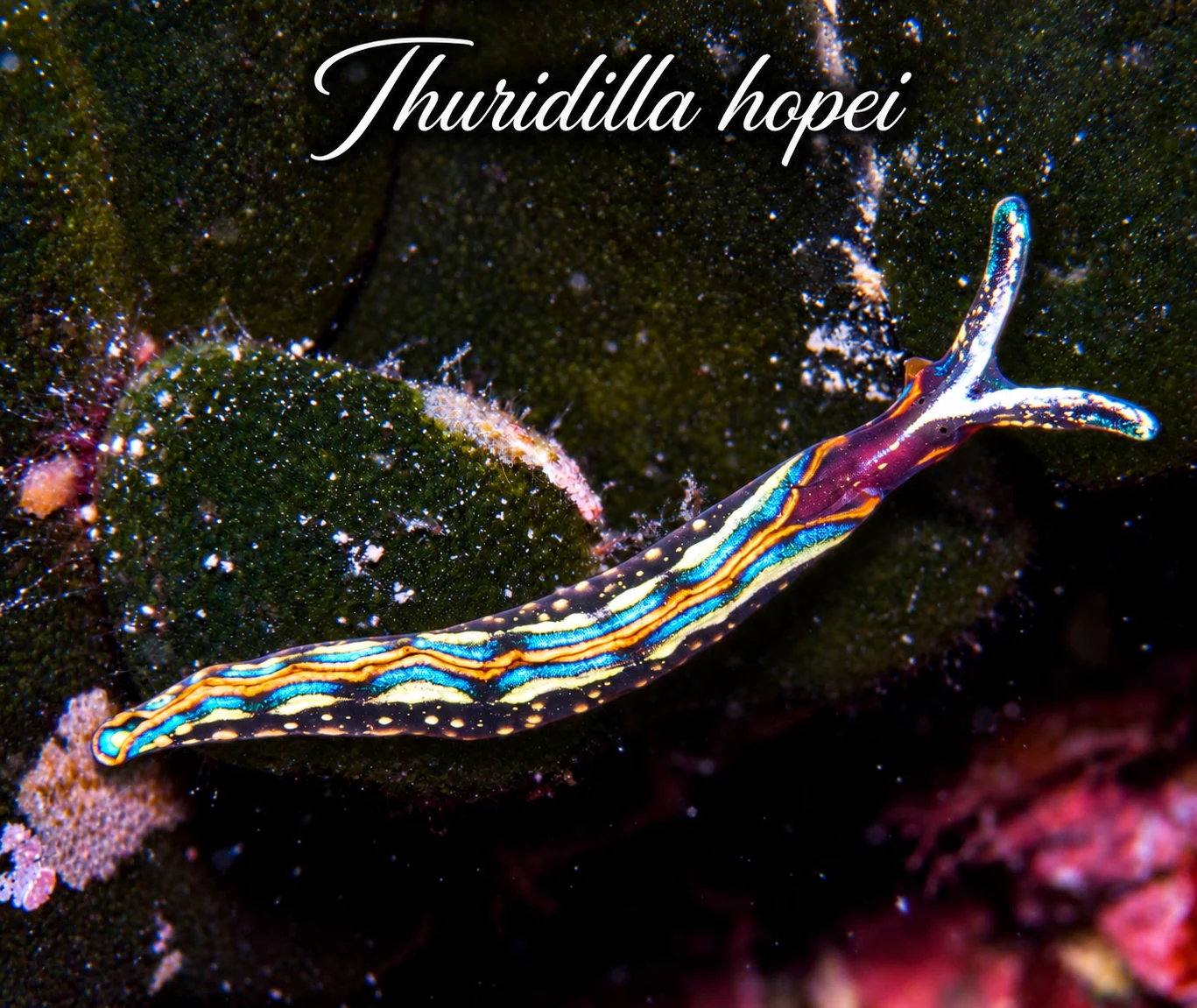 Thuridilla hopei