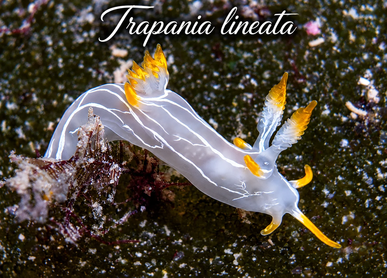 Trapania lineata