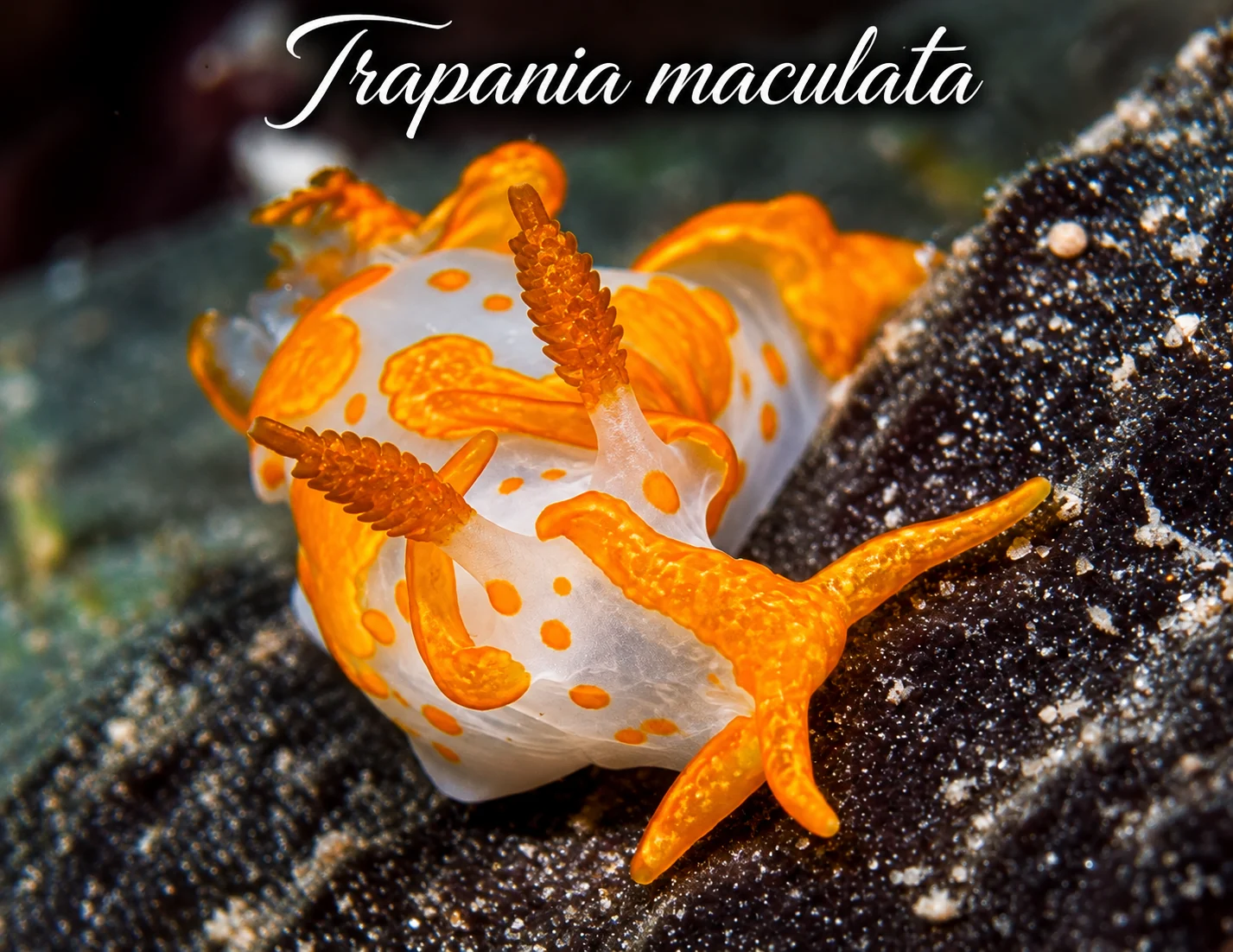 Trapania maculata