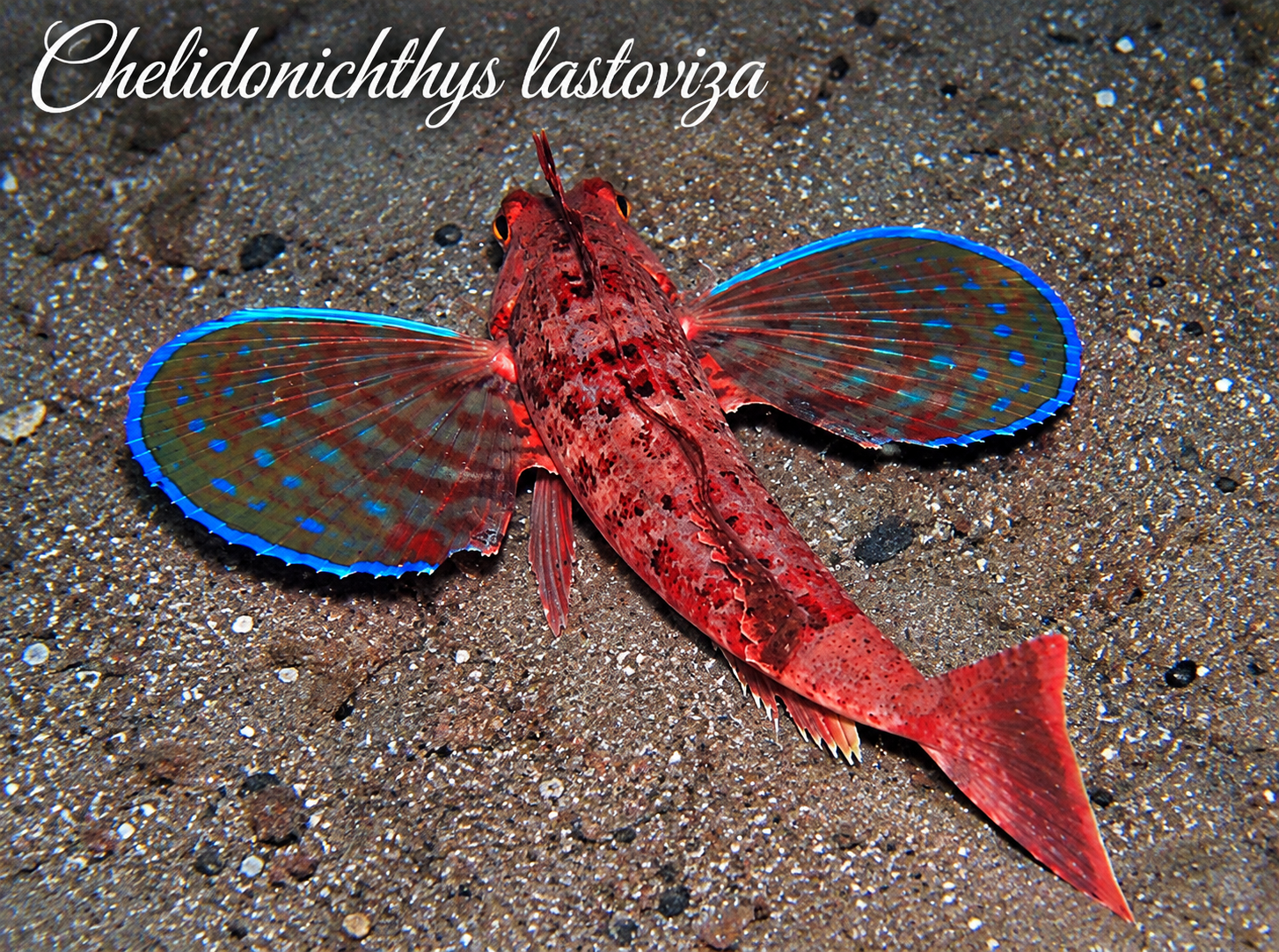Chelidonichthys lastoviza