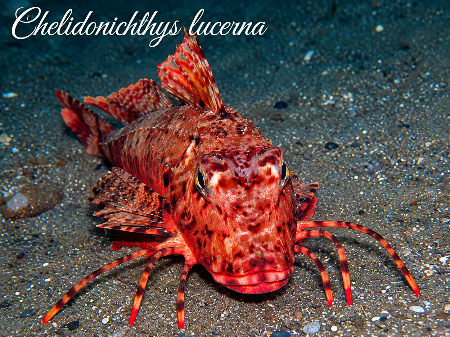 Chelidonichthys lucerna