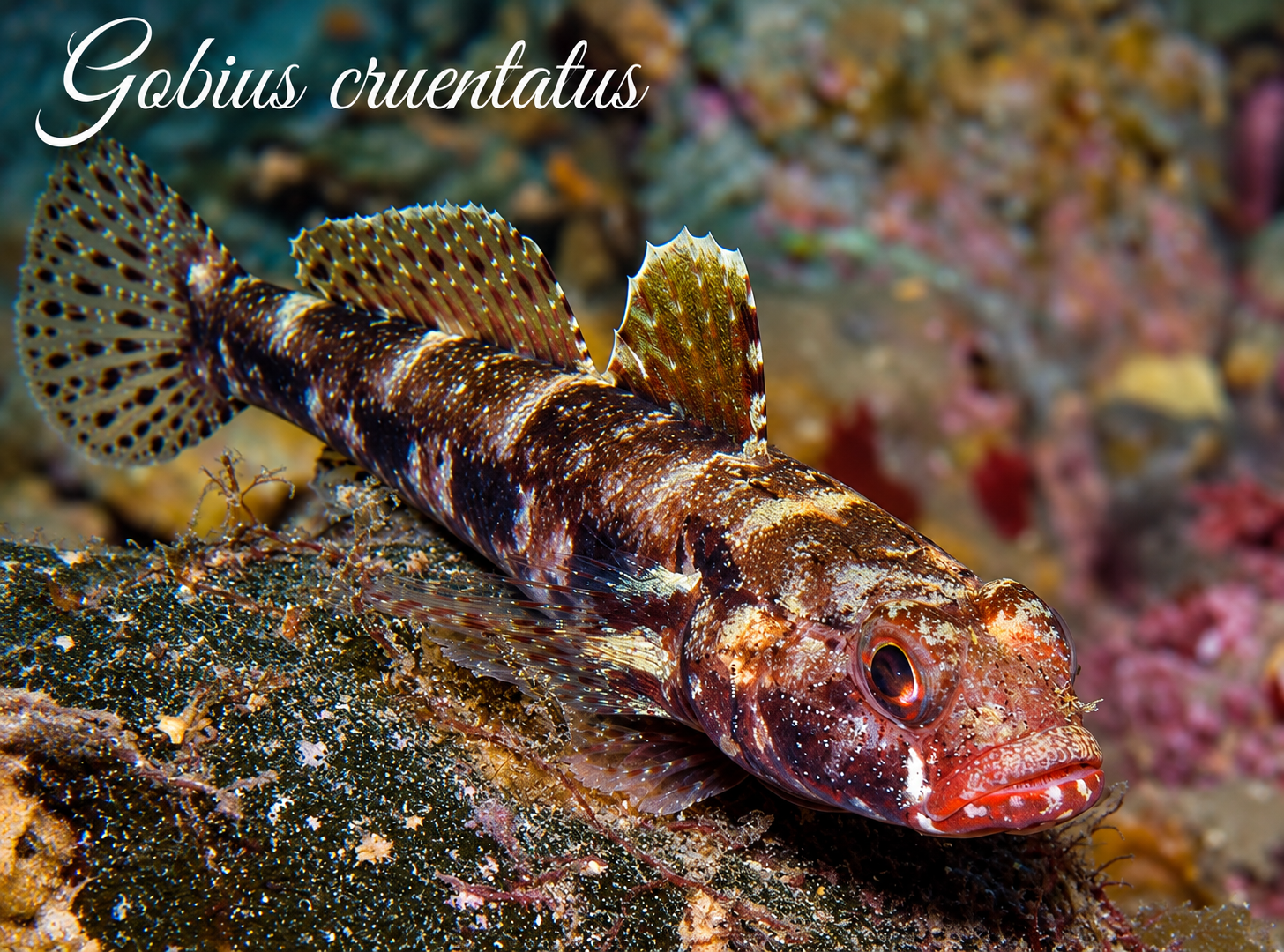 Gobius cruentatus
