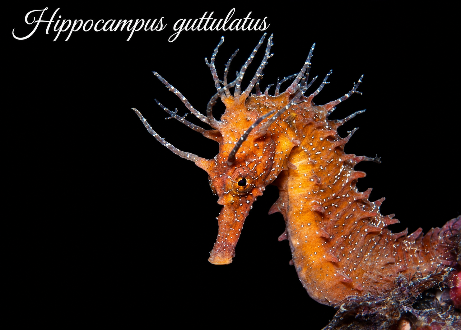 Hypocampous