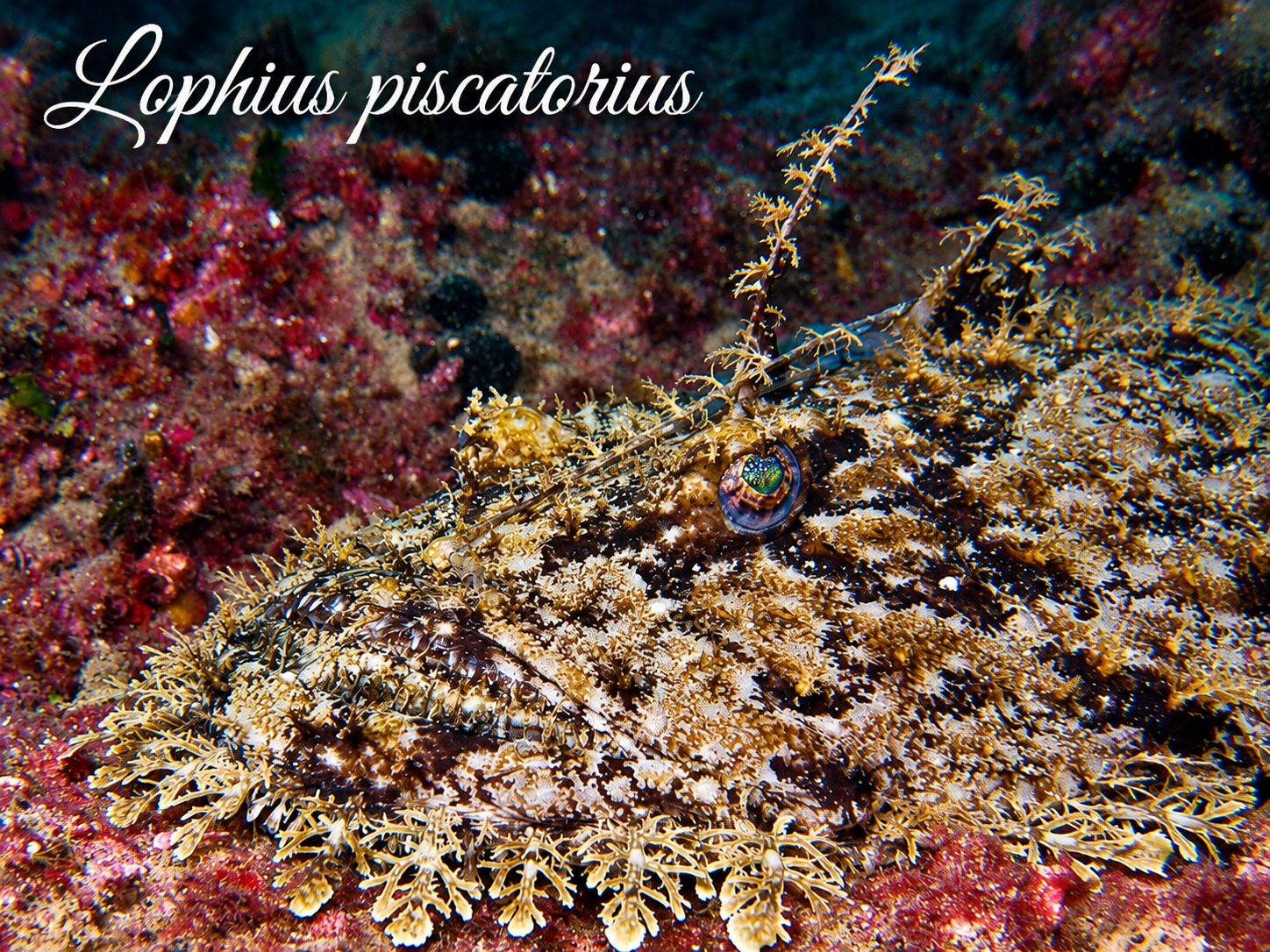 Lophius piscatorius