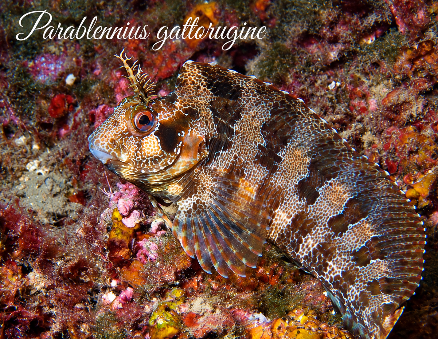 Parablennius gattorugine