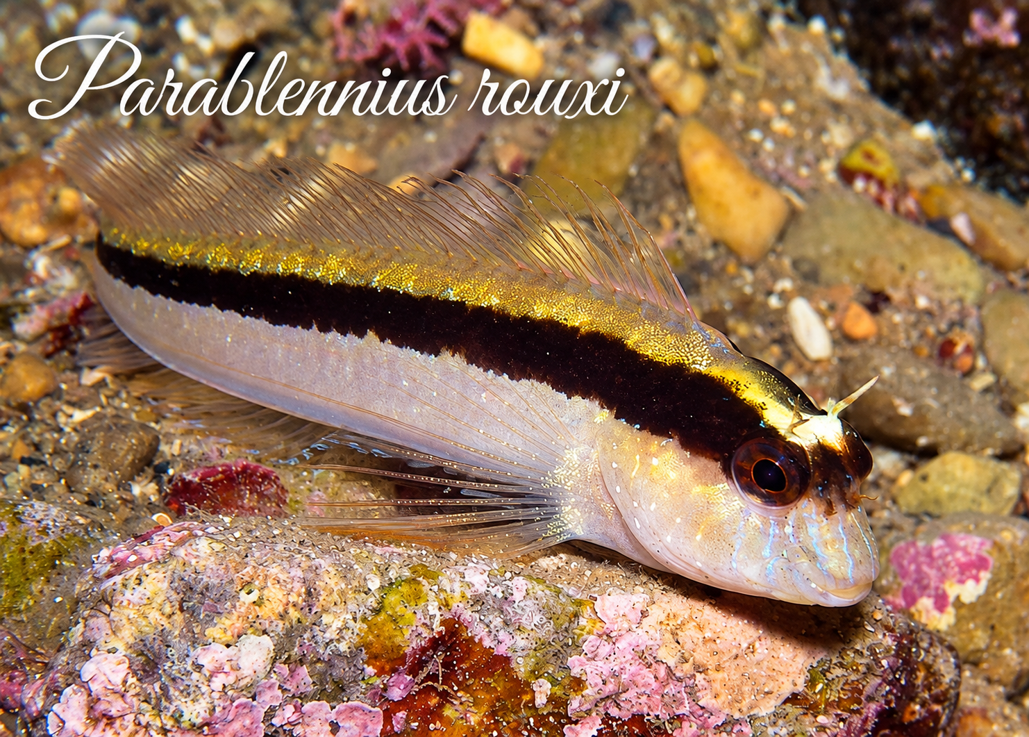 Parablennius rouxi