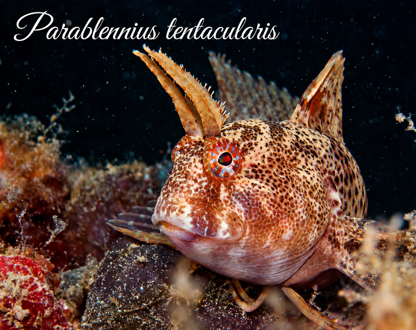 Parablennius tentacularis