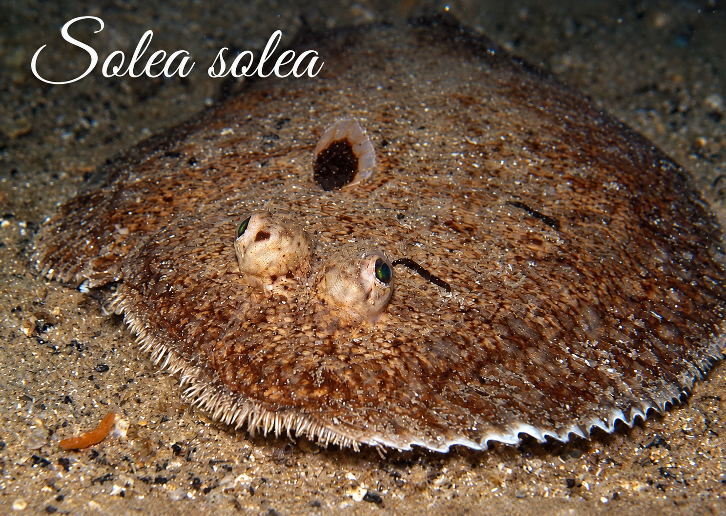 Solea