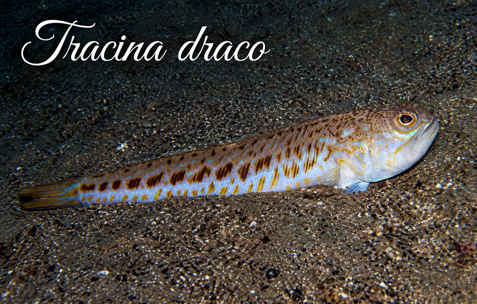 Tracina